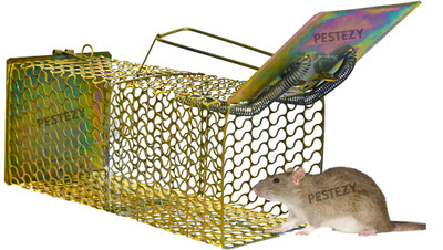 Mouse online catcher online