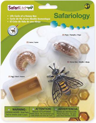 Safari Ltd So Life Cycle of a Honey Bee