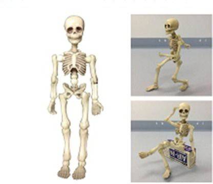 Rement Pose Skeleton Man (1)