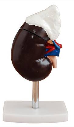 mLabs xc-310-1 Anatomical Body Model