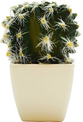 Design O Vista Bonsai Artificial Plant  with Pot