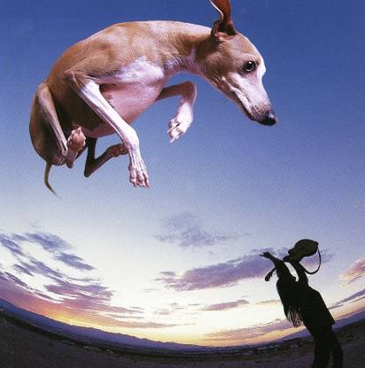 Flying Dog