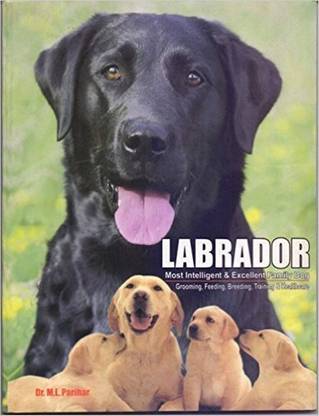 Labrador: Most Intellingent & Excellent Family Dog