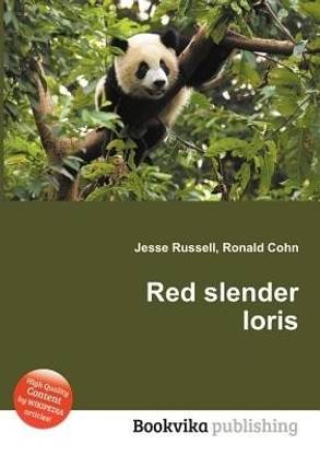 Red Slender Loris