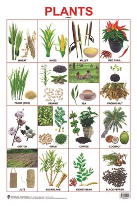 Plants Chart