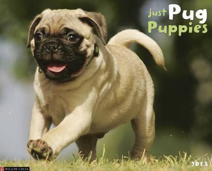 Pug Puppies