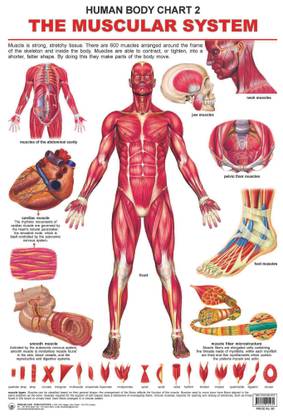 The Muscular System