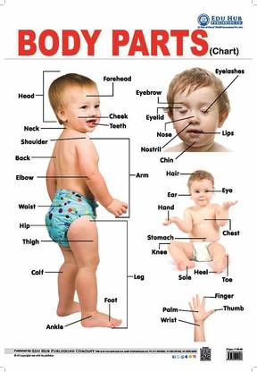 Body Parts Chart