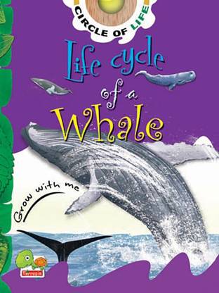 Life Cycle of a Whale: Key stage 1