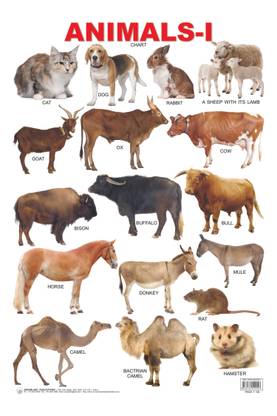 Animals-1