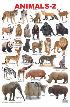 Animals 2
