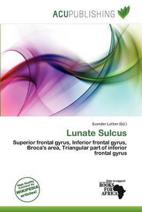 Lunate Sulcus