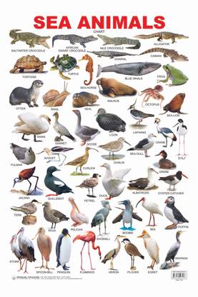Sea Animal