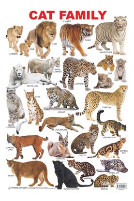Cat Family Chart