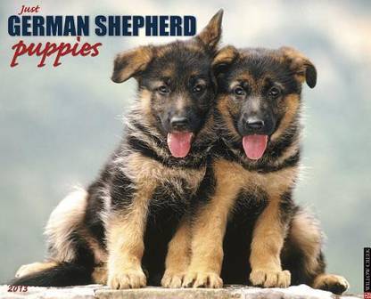 German Shepherd Puppies