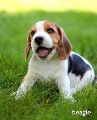 Beagle