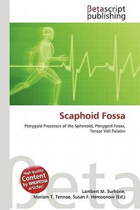 Scaphoid Fossa