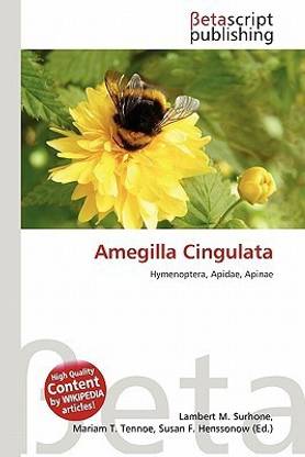 Amegilla Cingulata