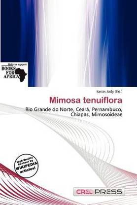 Mimosa Tenuiflora