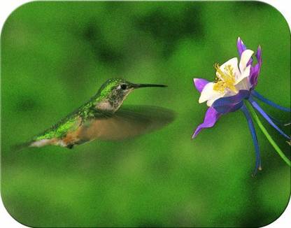 Tuftop Hummingbird And Columbine Tempered Glass Cutting Board