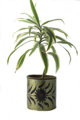 sarvsiddhi Plant Container Set