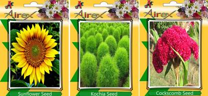 Airex Sunflower, Kochia, and Cockscomb Seed