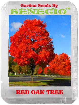 SENECIO™ Red Oak Tree Seed