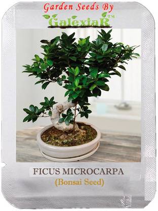 SENECIO™ Microcarpa Bonsai Ficus Gingseng Tree Seed