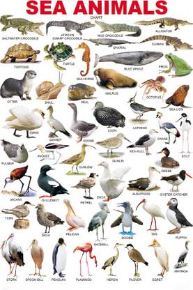 CHART SEA ANIMALS Paper Print