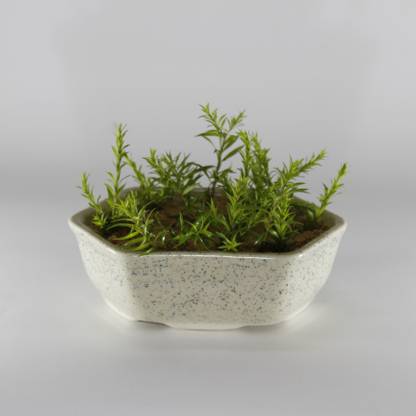 PORT REGALO Ceramic Vase