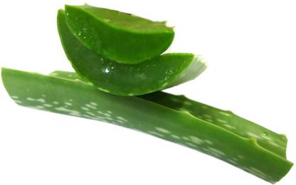 DCS Raw And Natural Aloe Vera Leaves ( Fresh ) ( approx 300 grams )