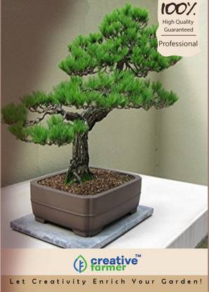 creative farmer Japanese Red Pine Bonsai Seeds Seed