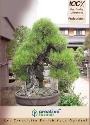 creative farmer Filao Tree Bonsai Tree Seeds Seed Price in India - Buy ...