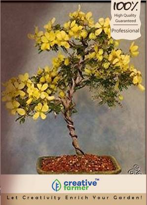 creative farmer Cassia Fistula Bonsai Tree Seeds Seed