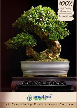 Creative Farmer Rosewood Roseta Bonsai Tree Seeds Seed Price In India Buy Creative Farmer Rosewood Roseta Bonsai Tree Seeds Seed Online At Flipkart Com