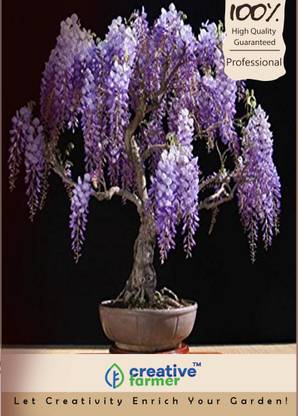 Creative Farmer Japanese Wisteria Bonsai Seeds Seed Price In India Buy Creative Farmer Japanese Wisteria Bonsai Seeds Seed Online At Flipkart Com
