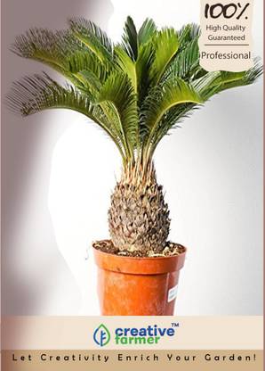 creative farmer Japanese Sago Palm Tree Seeds Seed