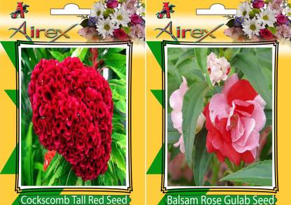 Airex Cockscomb Tall Red, Balsam Rose Gulab Seed