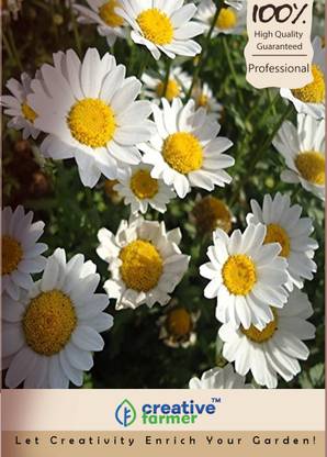 creative farmer Daisy Flower Seed