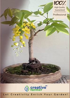 Creative Farmer Golden Rain Tree Bonsai Tree Seeds Seed Price In India Buy Creative Farmer Golden Rain Tree Bonsai Tree Seeds Seed Online At Flipkart Com