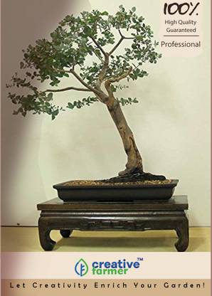 creative farmer Grand Eucalyptus Bonsai Tree Seeds Seed