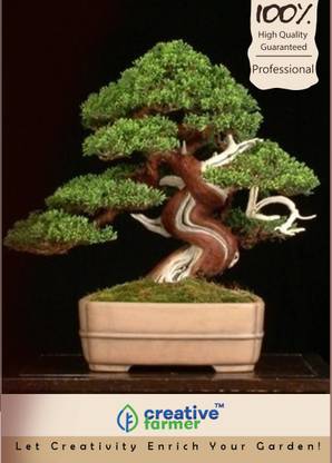 creative farmer imported Juniper (Juniperus Chinensis)  Bonsai Seeds Seed
