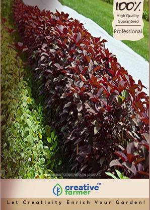 creative farmer Red Cheera Seeds Seeds Seed