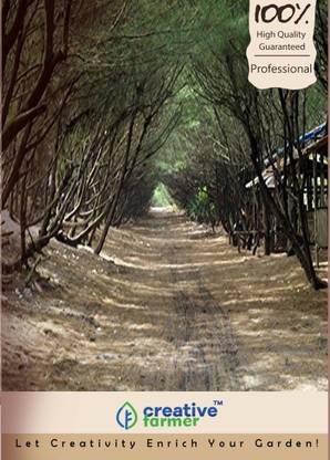 creative farmer Coast Sheoak Sampirani Seeds Seed