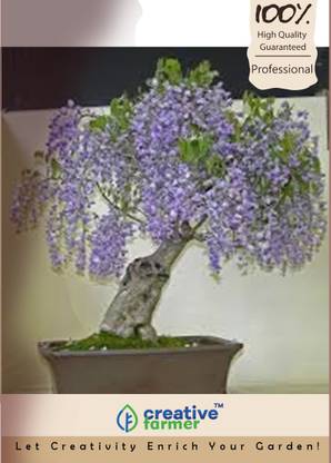 creative farmer Wisteria Floribunda Bonsai Seeds Seed