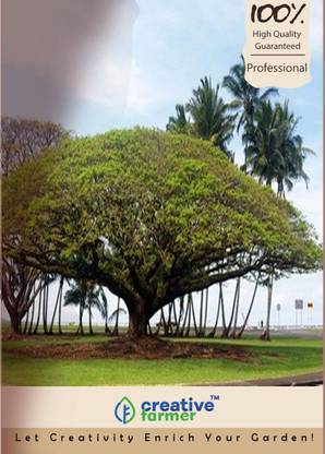 creative farmer Umbrella Shade Tree Seed