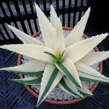 Priyathams Imported Worlds Rare Holland White ALOE VERA plant Seed