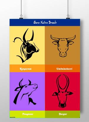 Jallikattu - Save Native Breeds Wall Poster A3 Fine Art Print