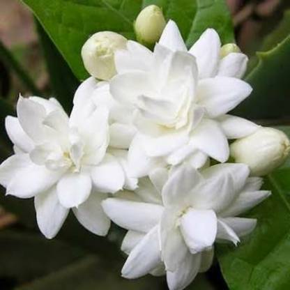 SENECIO™ Jasmine, Mogra Seed