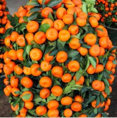 SENECIO™ Orange Seed